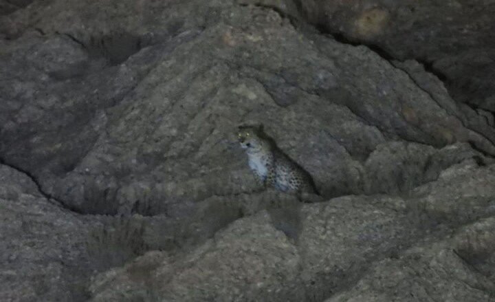 تصاویری زیبا از پلنگ ایرانی ماده با سه توله