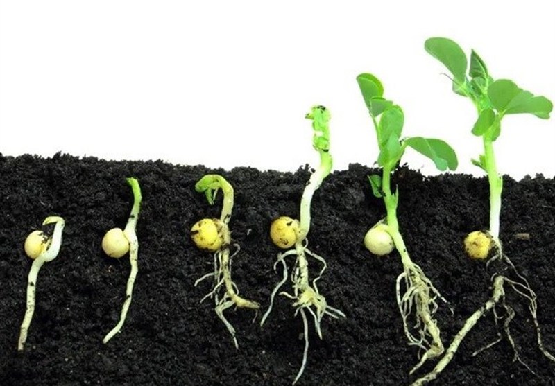 هسته‌ای در کشاورزی ــ 61| تحریک جوانه‌زنی بذر با پرتودهی