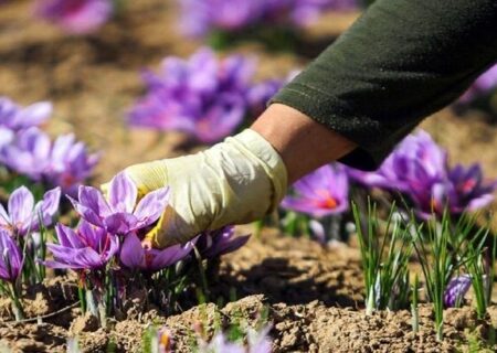 هیچ تغییری در زعفران کاری کشور نسبت به ۵۰ سال گذشته رخ نداد؛ ضرورت کشت مکانیزه طلای سرخ