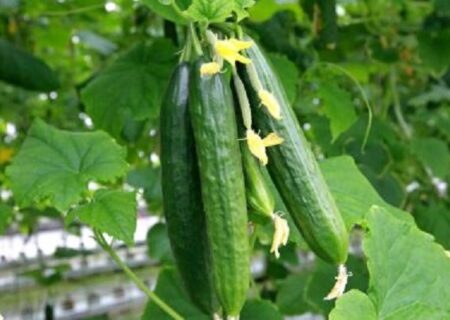 جایگاه ۱۷ ایران در صادرات خیار؛ ارزش صادراتی ایران بیش از ۶۳درصد کاهش یافت