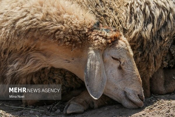 مایه‌کوبی بیش از۳۰ هزار رأس دام در رودان