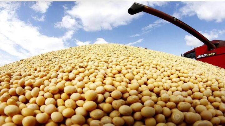 کاهش ۷.۴درصدی میانگین قیمت جهانی سویای صادراتی در ۲۰۲۵؛ سهم ایران از بازار جهانی چقدر است؟