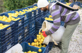 صادرات جهانی لیمو و لیموترش به ۴.۸میلیارد دلار رسید؛ ایران در رتبه ۵۴ جهان