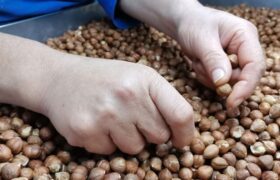 تجارت ۲.۷میلیارد دلاری فندق در ۲۰۲۵؛ رقابت تازه در بازارجهانی، ایران در انتظار جهش صادراتی