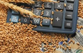 خرید گندم توسط دلالان تا ۶۰ هزار تومان در مناطق مرزی