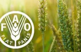 شاخص قیمت جهانی مواد غذایی در مسیر صعود؛ شکر پیشتاز گرانی